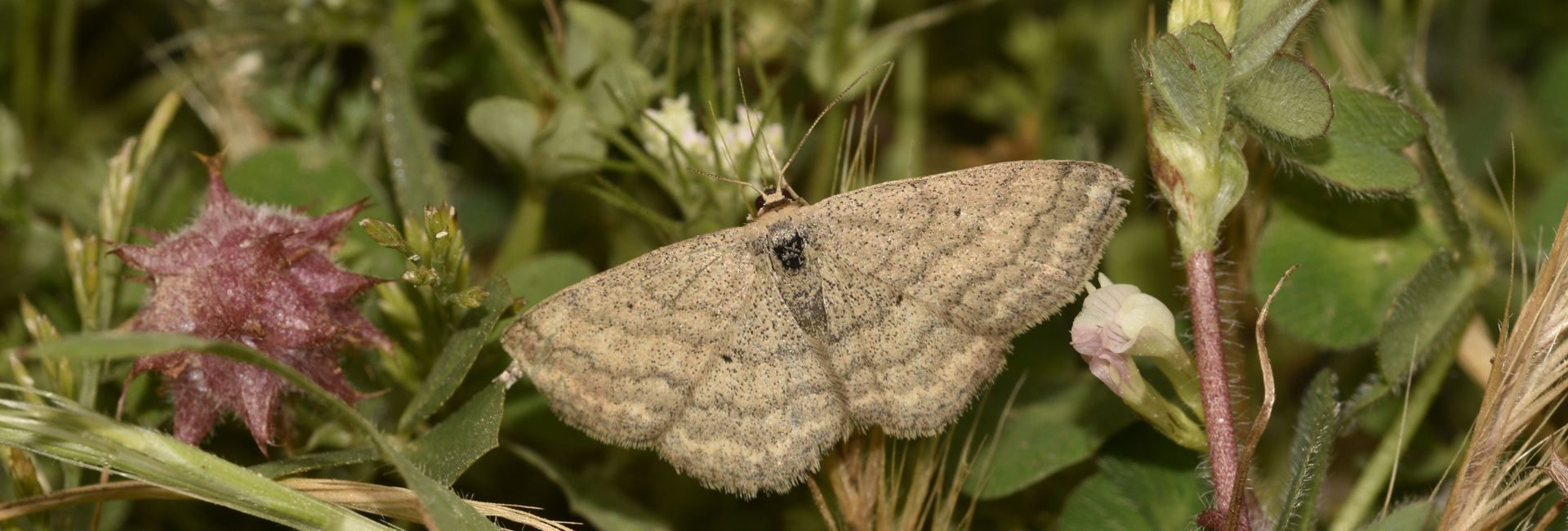 Scopula turbulentaria, Crete - photo © K. Bormpoudaki