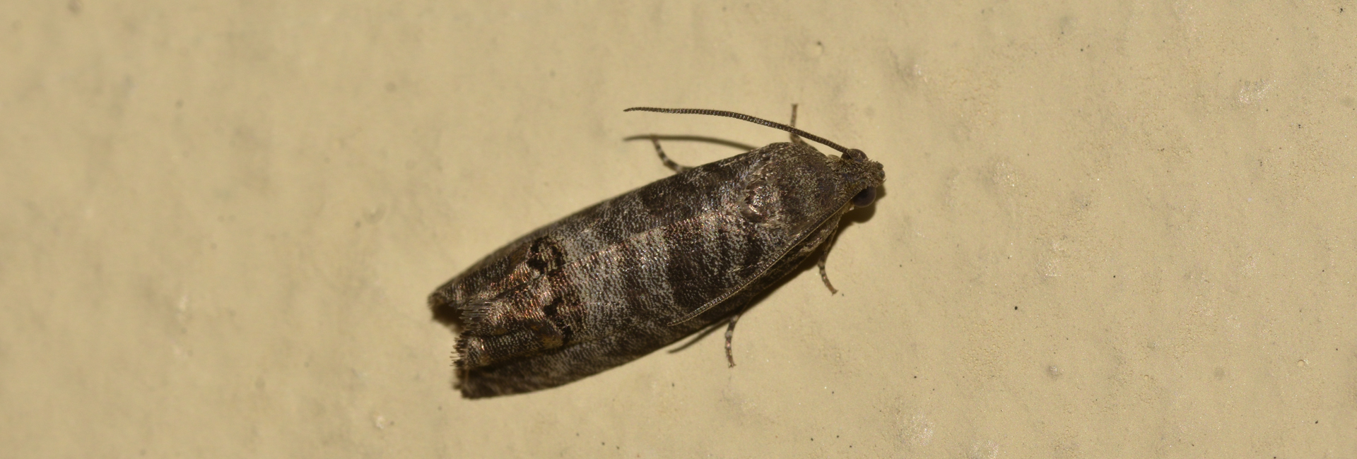 Cydia pomonella, Crete - photo © Popi Bormpoudaki