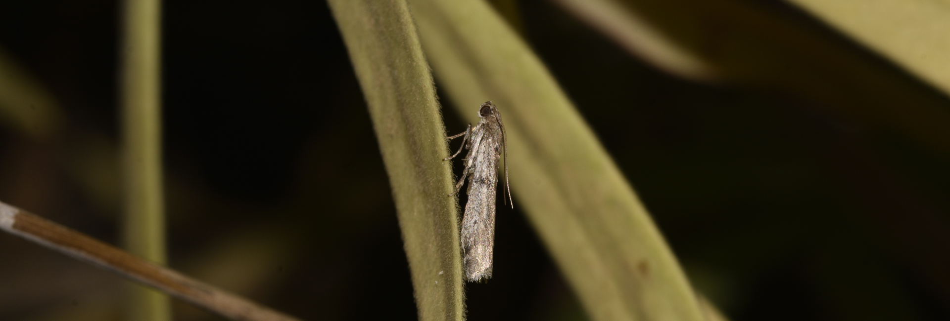 Ephestia elutella, Crete - photo © K. Bormpoudaki