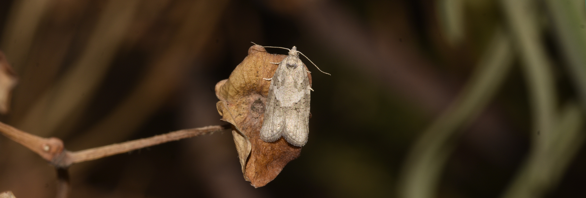 Cnephasia genitalana, Crete - photo © K. Bormpoudaki