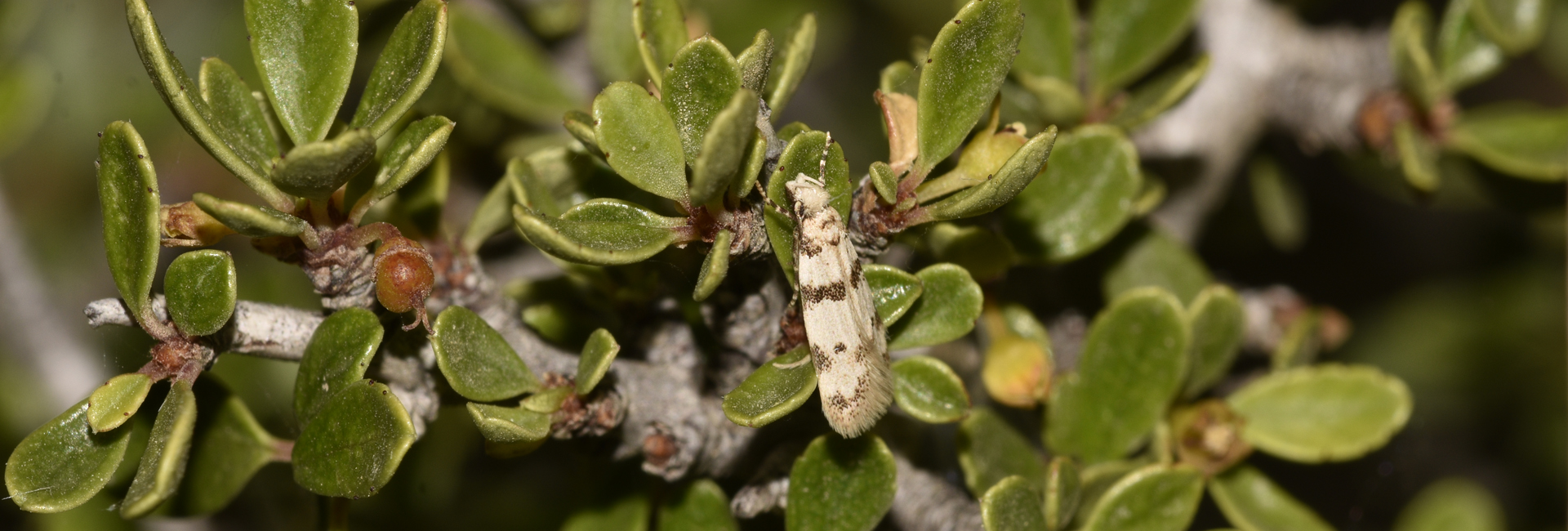Aprominta cf xena, Crete - photo © K. Bormpoudaki