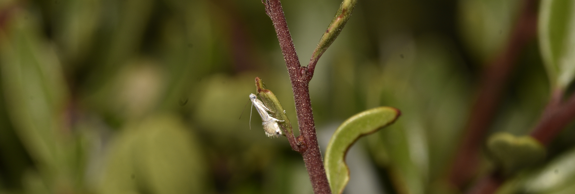 Phyllocnistis citrella, Crete - photo © K. Bormpoudaki
