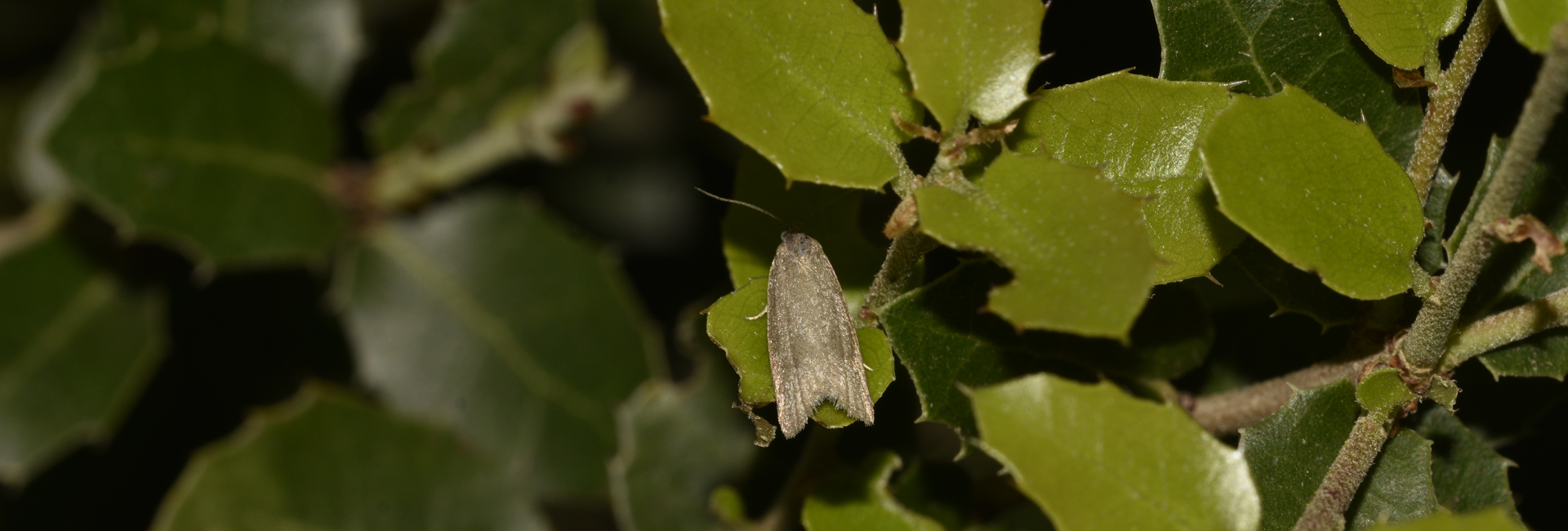 Cnephasia abrasana, Crete - photo © K. Bormpoudaki