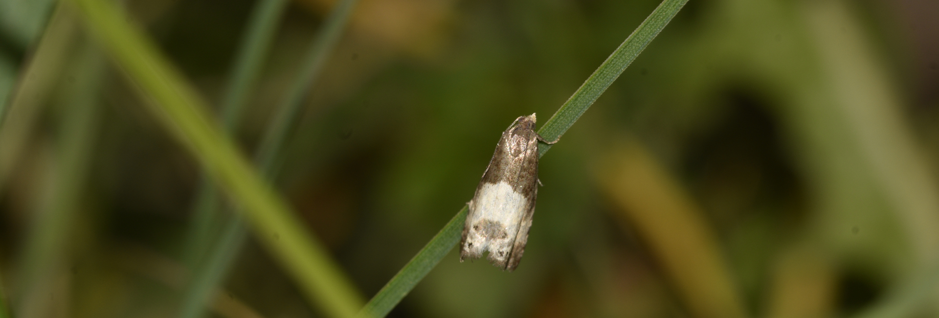 Notocelia cynosbatella, Crete - photo © K. Bormpoudaki