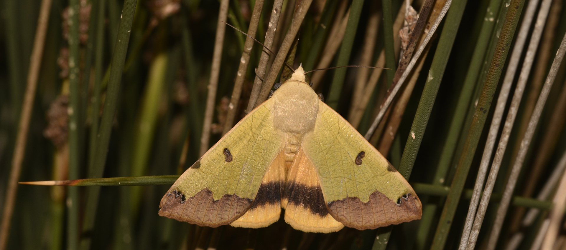 Ophiusa tirhaca, Crete - photo © K. Bormpoudaki