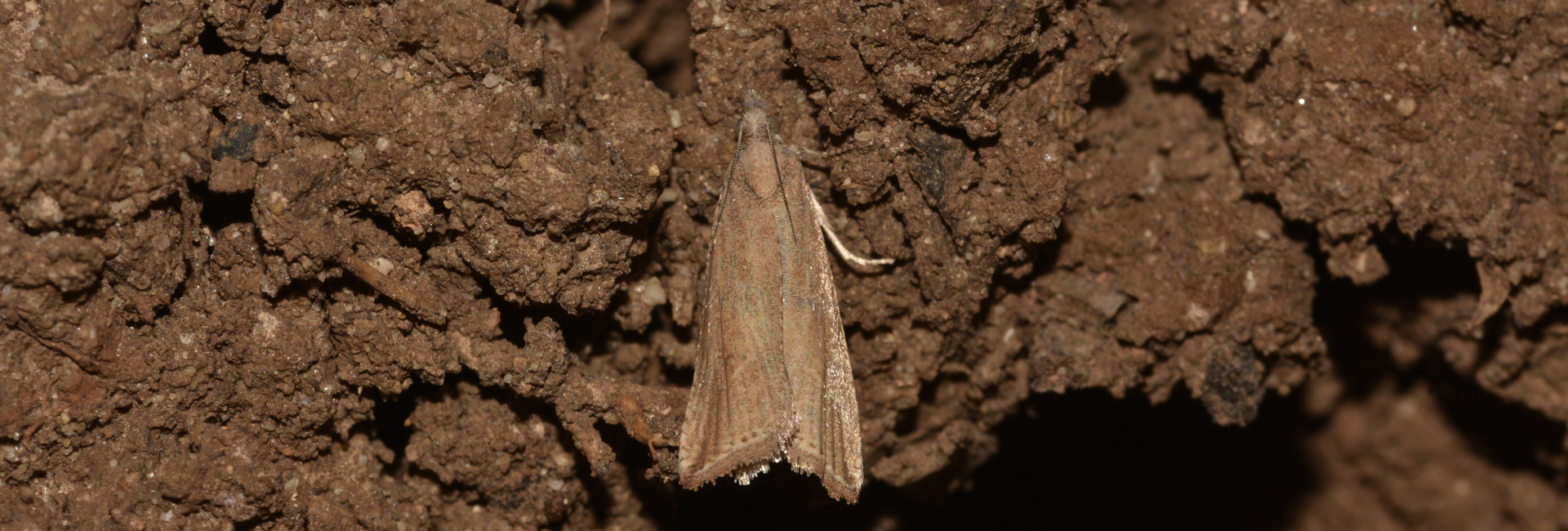 Bactra lancealana, Crete - photo © K. Bormpoudaki