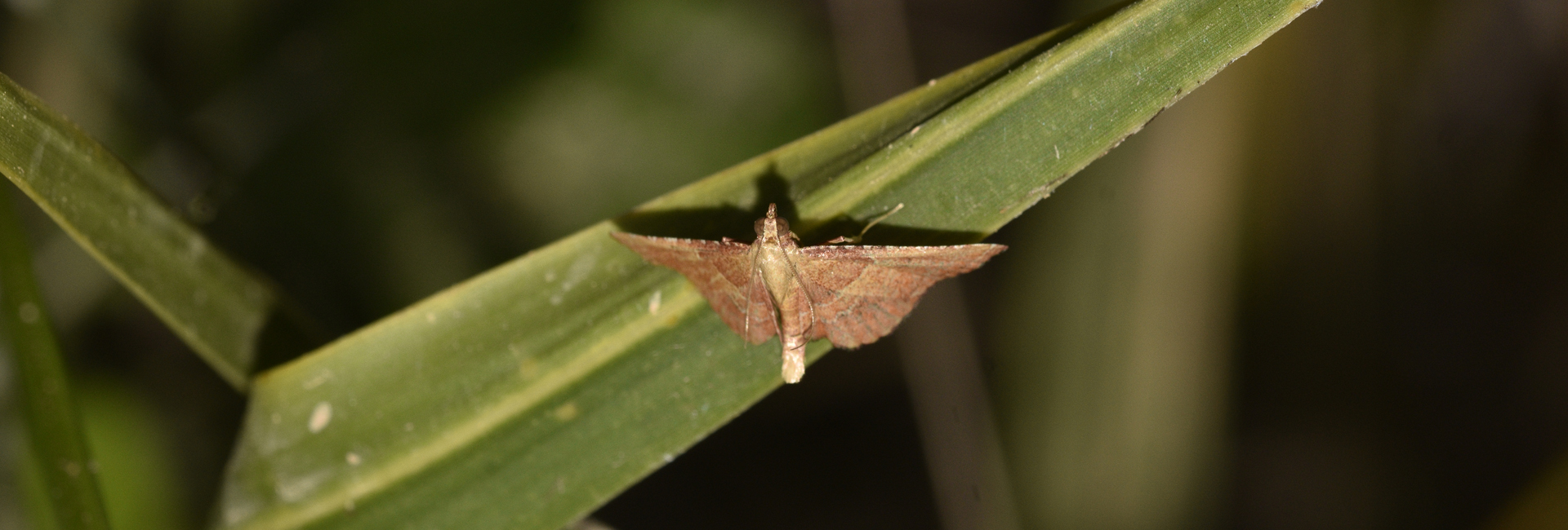 Endotricha flammealis, Crete - photo © K. Bormpoudaki