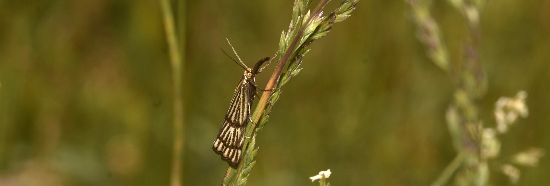 Chrysocrambus linetella, Crete - photo © K. Bormpoudaki