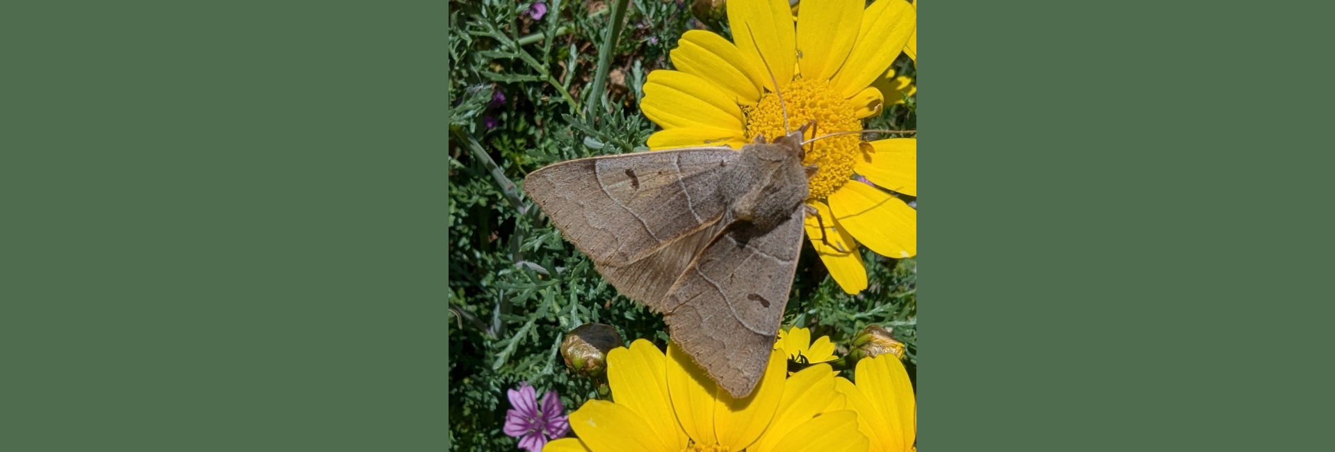 Minucia lunaris, Crete - photo © https://observation.org/observation/344345899