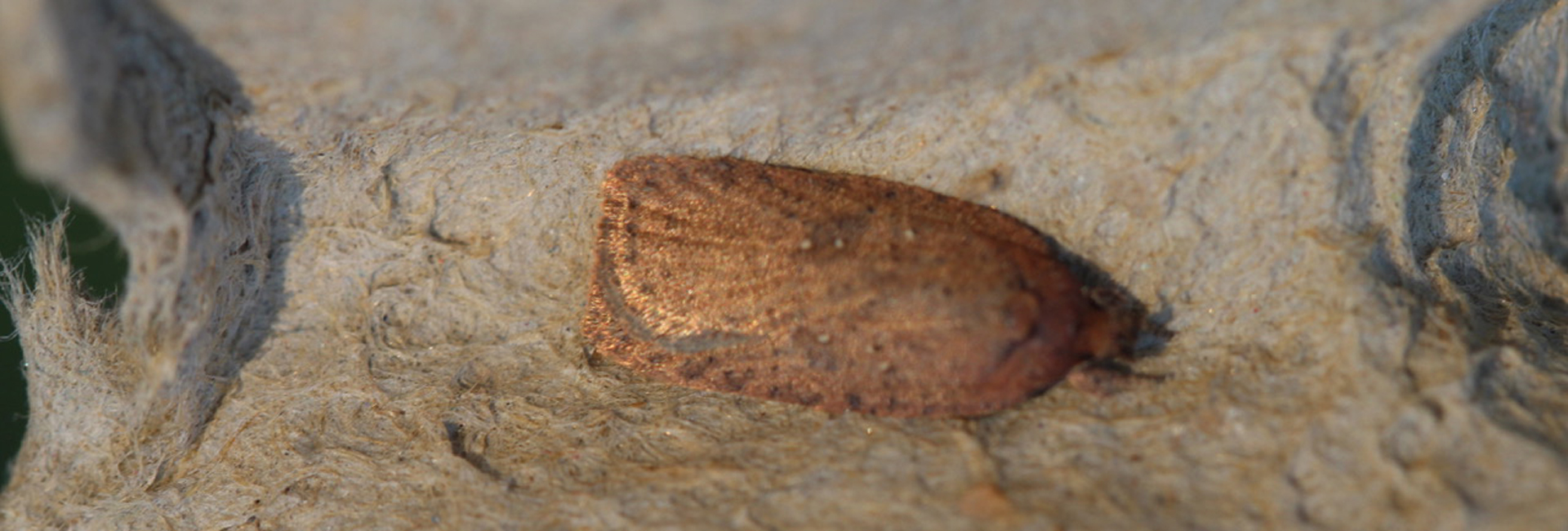 Agonopterix scopariella, Crete - photo © Henry Edmunds