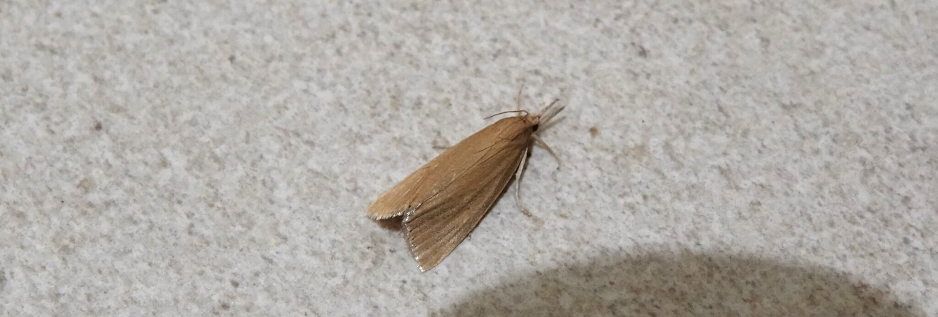 Chilo luteellus, Crete - photo © https://www.inaturalist.org/observations/290354692
