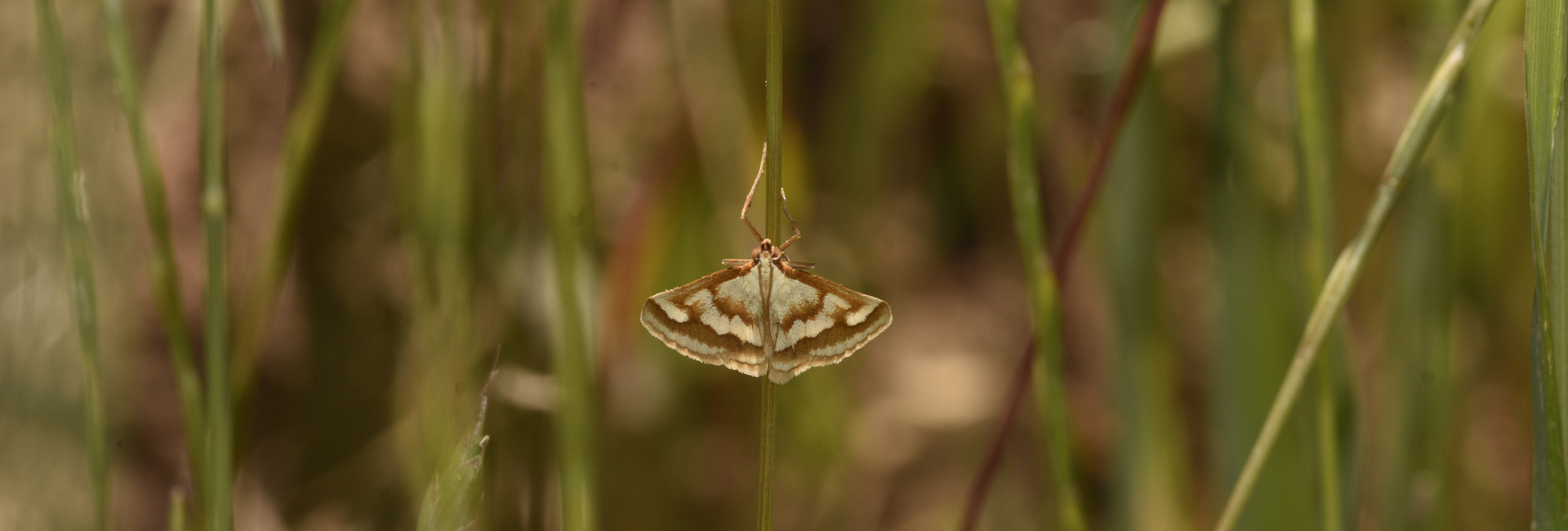 Ephelis cruentalis, Crete - photo © K. Bormpoudaki
