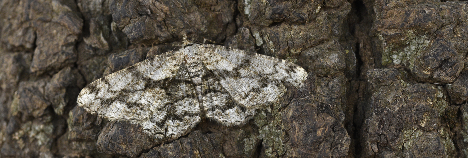 Peribatodes umbraria, Crete - photo © K. Bormpoudaki