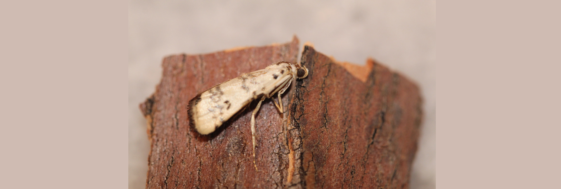 Euzophera lunulella, Crete - photo © Henry Edmunds