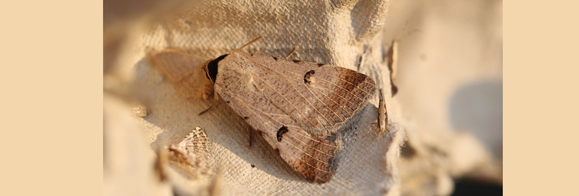 Lygephila craccae, Crete - photo © Henry Edmunds