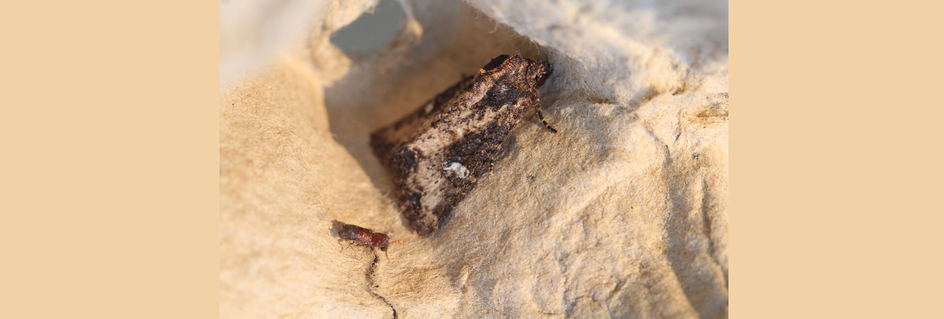 Mesapamea secalis, Crete - photo © Henry Edmunds