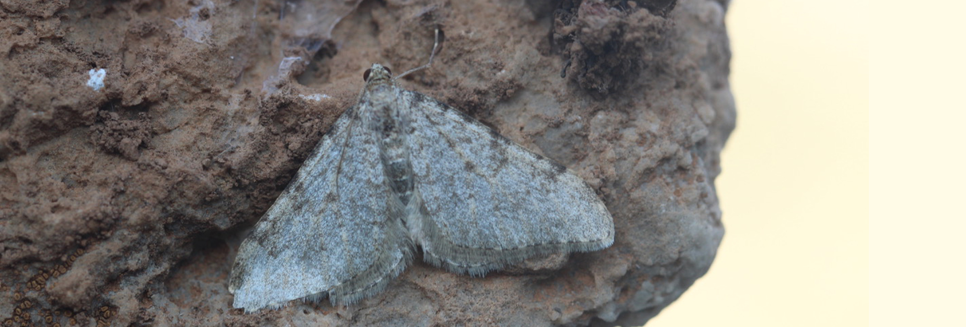 Nebula senectaria, Crete - photo © Henry Edmunds