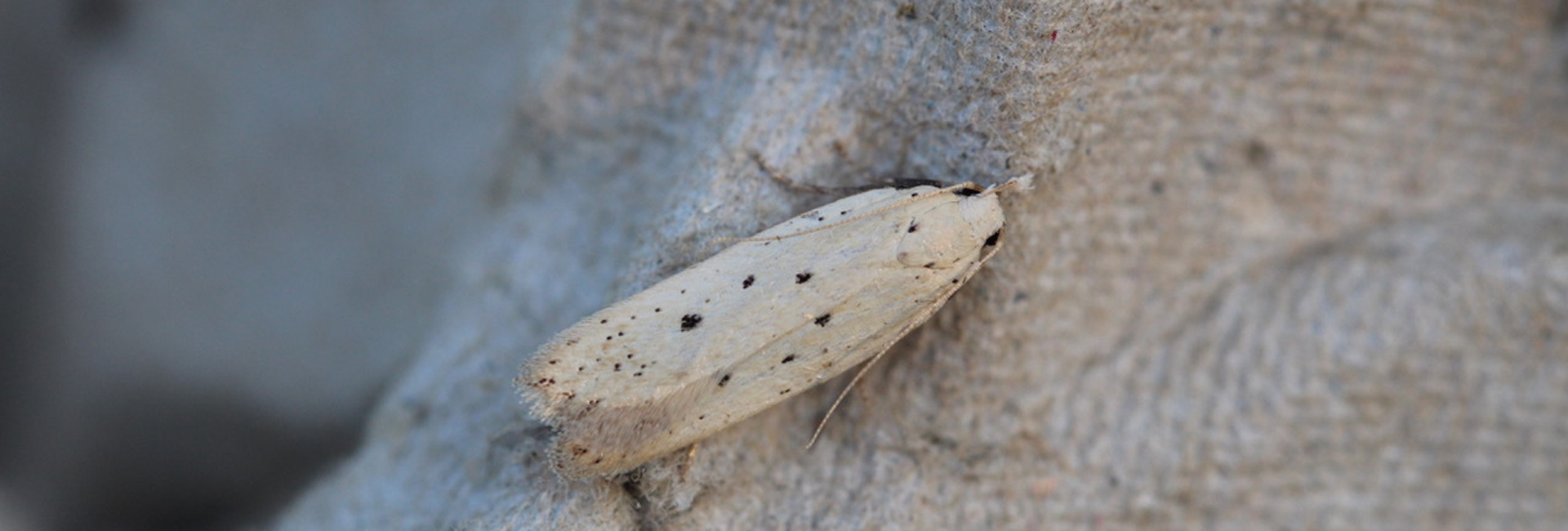 Nothris verbascella, Crete - photo © Henry Edmunds