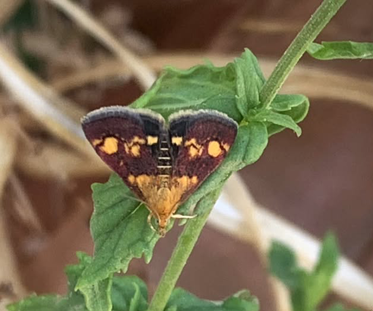 Pyrausta aurata, Crete - photo © Nikos Cheiladakis