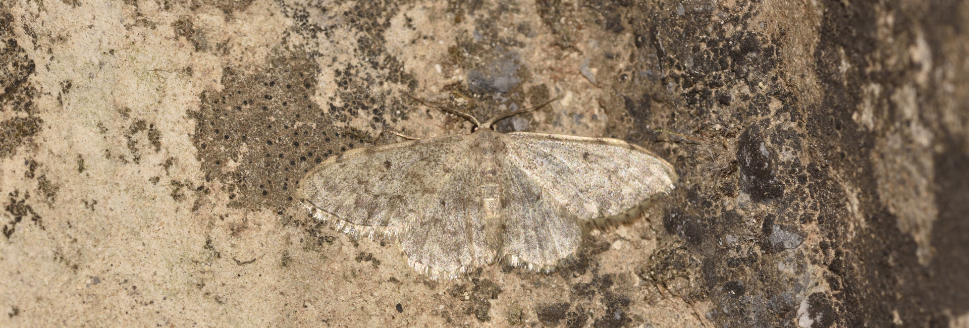Idaea consolidata, Crete - photo © K. Bormpoudaki