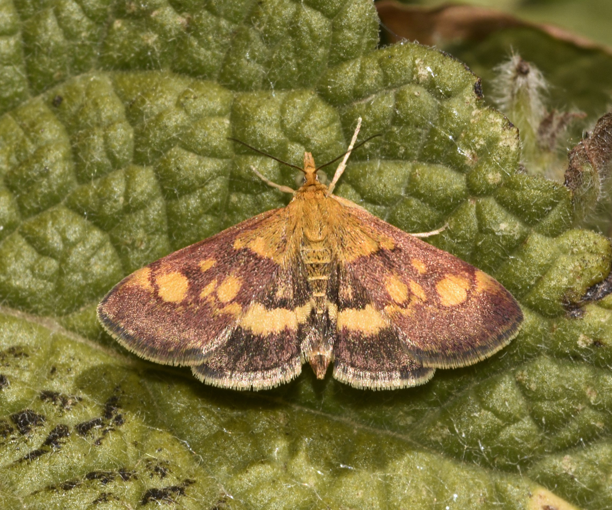 Pyrausta aurata, Crete - photo © K. Bormpoudaki