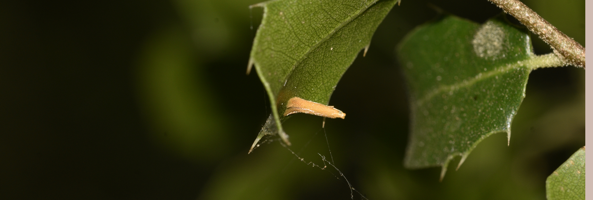Tischeria ekebladella, Crete © K. Bormpoudaki