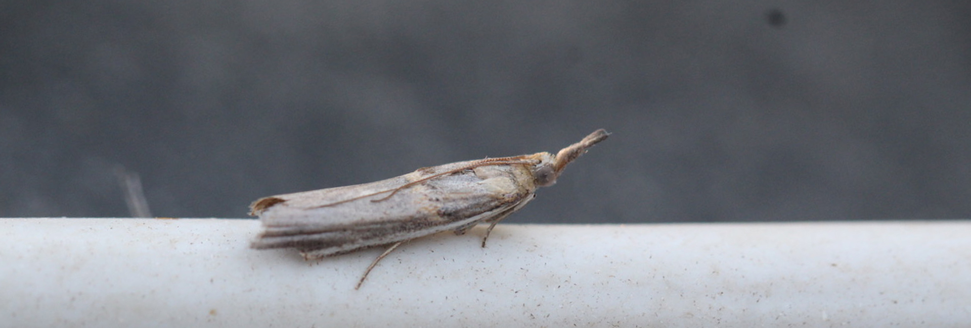 Etiella zinckenella, Crete - photo © Henry Edmunds