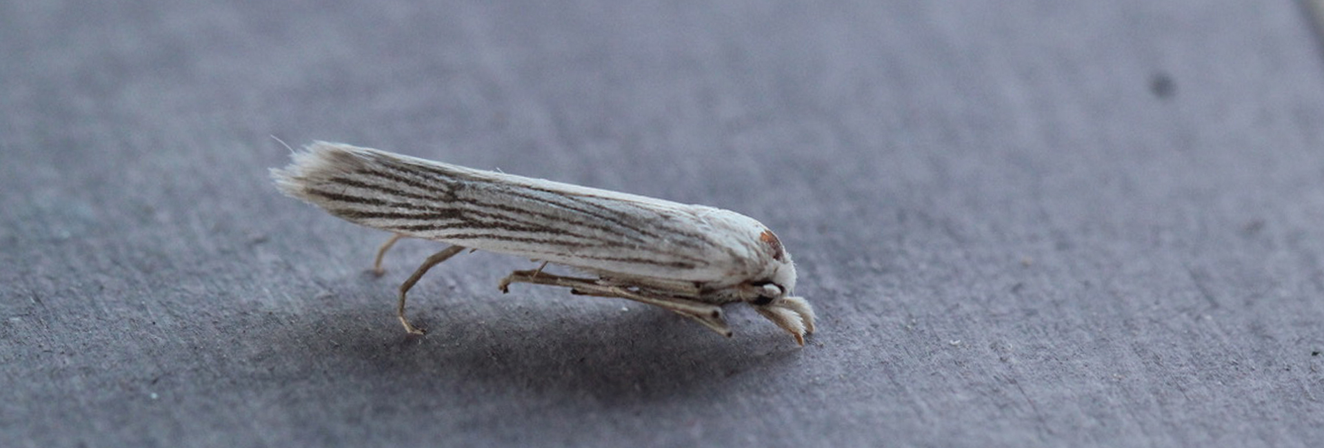 Pterolonche albescens, Crete - photo © Henry Edmunds
