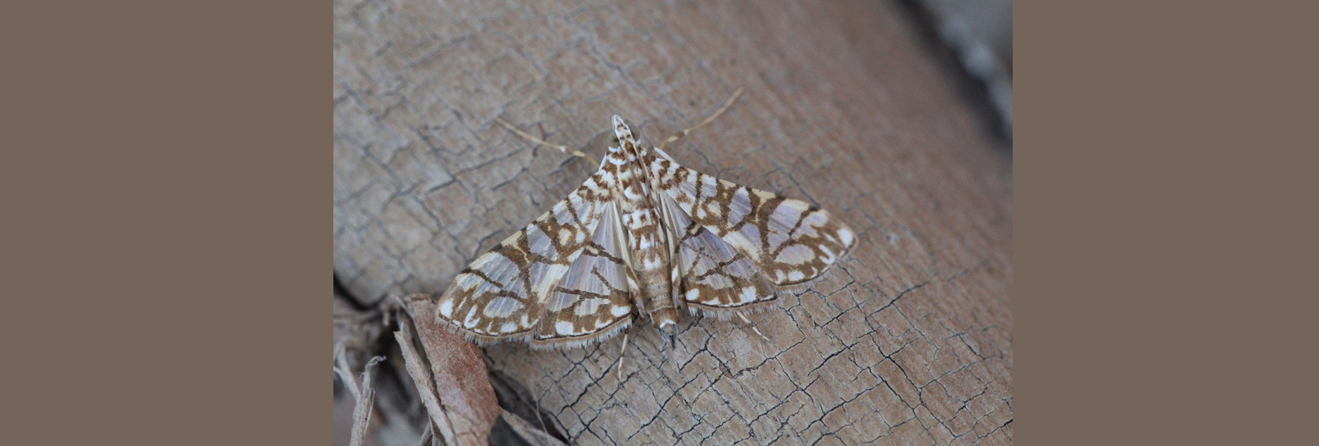Synclera traducalis, Crete - photo © Henry Edmunds
