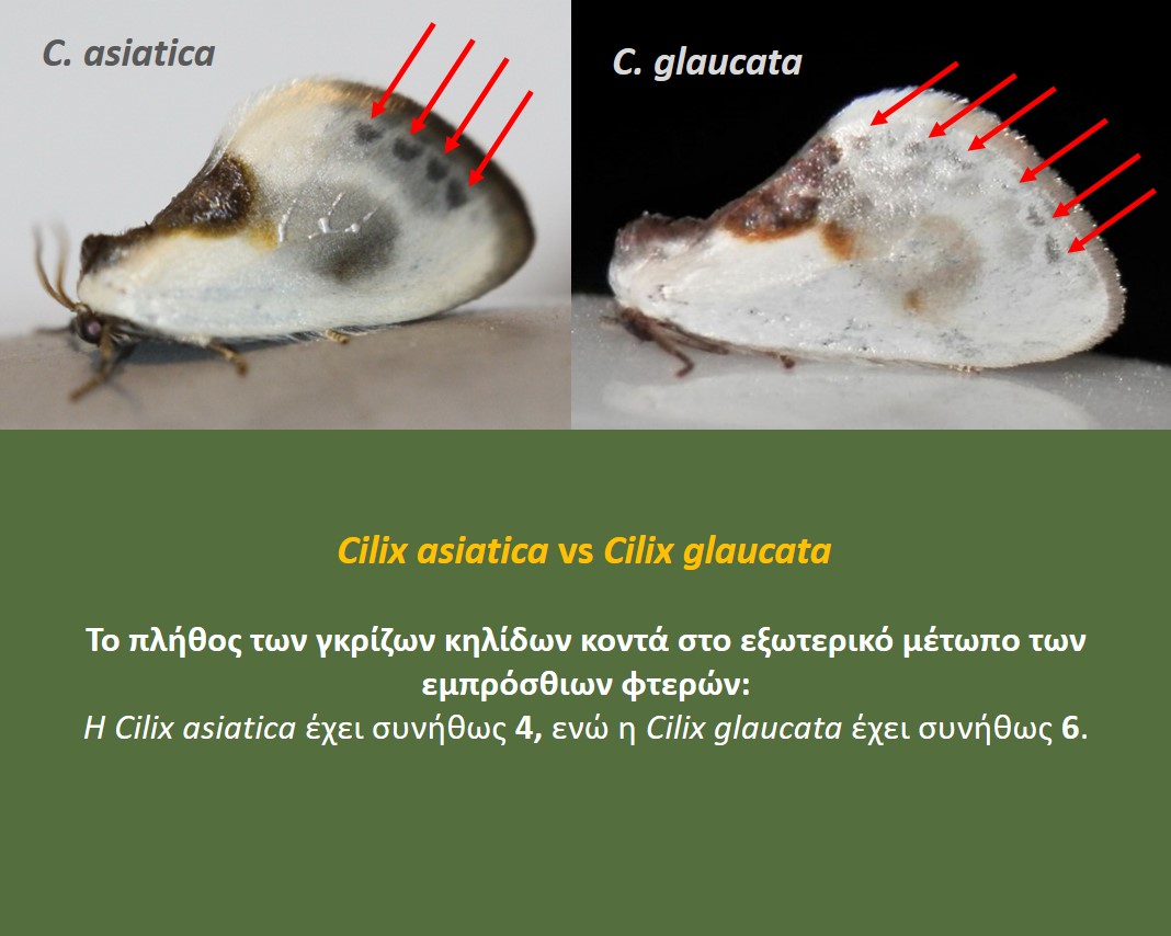D. ALGIRA VS D. TORRIDA GREEK