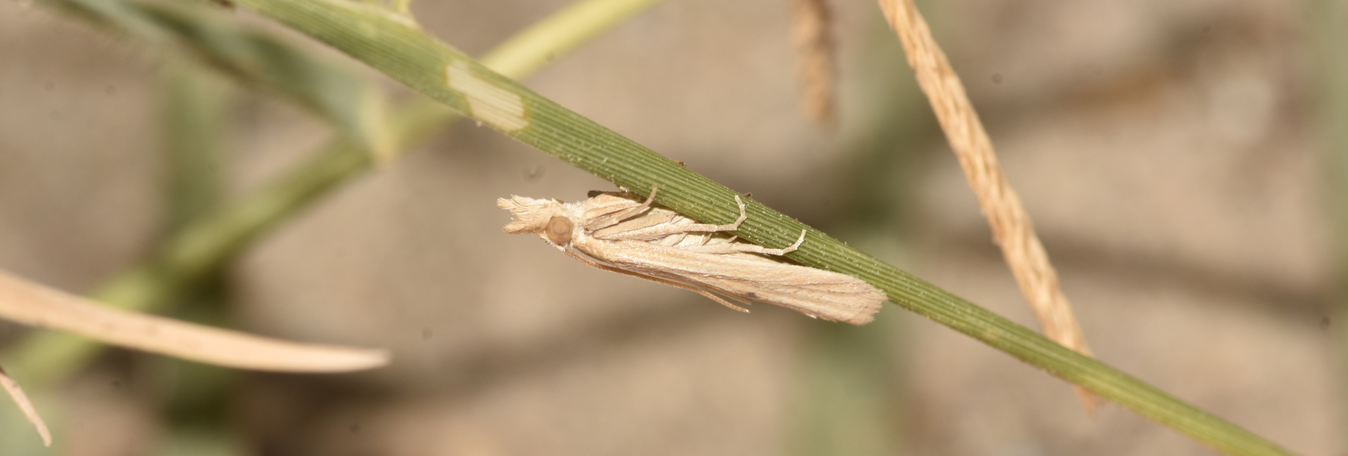Coenochroa ablutella, Crete - photo © K. Bormpoudaki