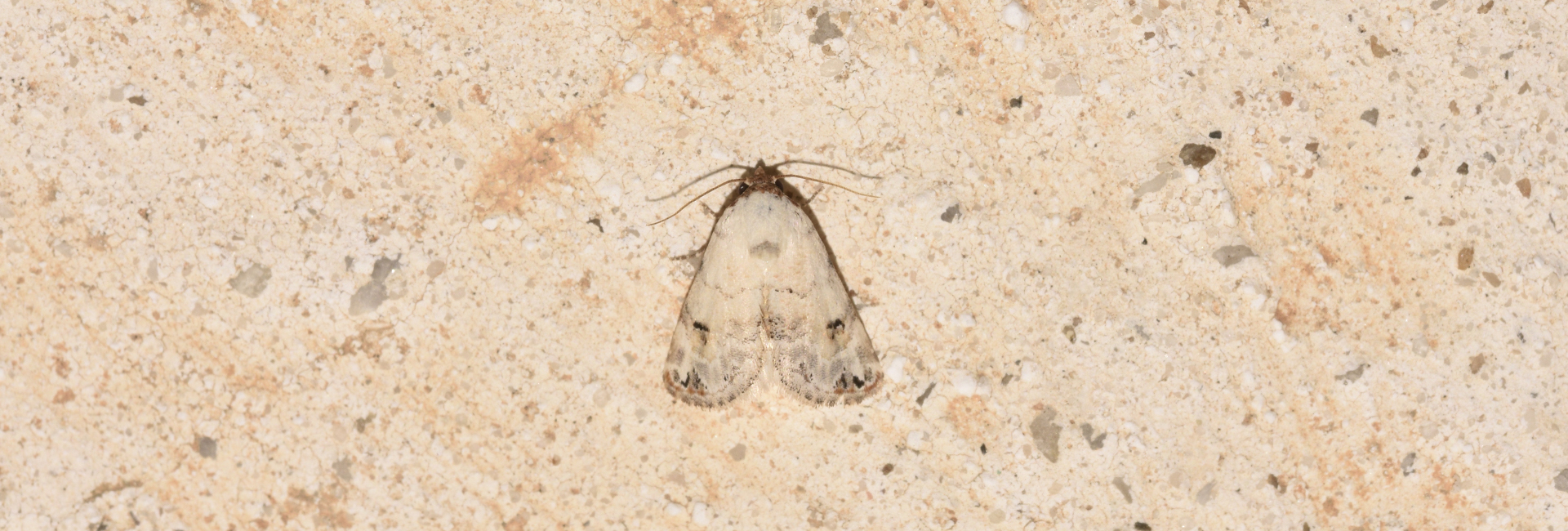 Eublemma scitula, Crete - photo © K. Bormpoudaki