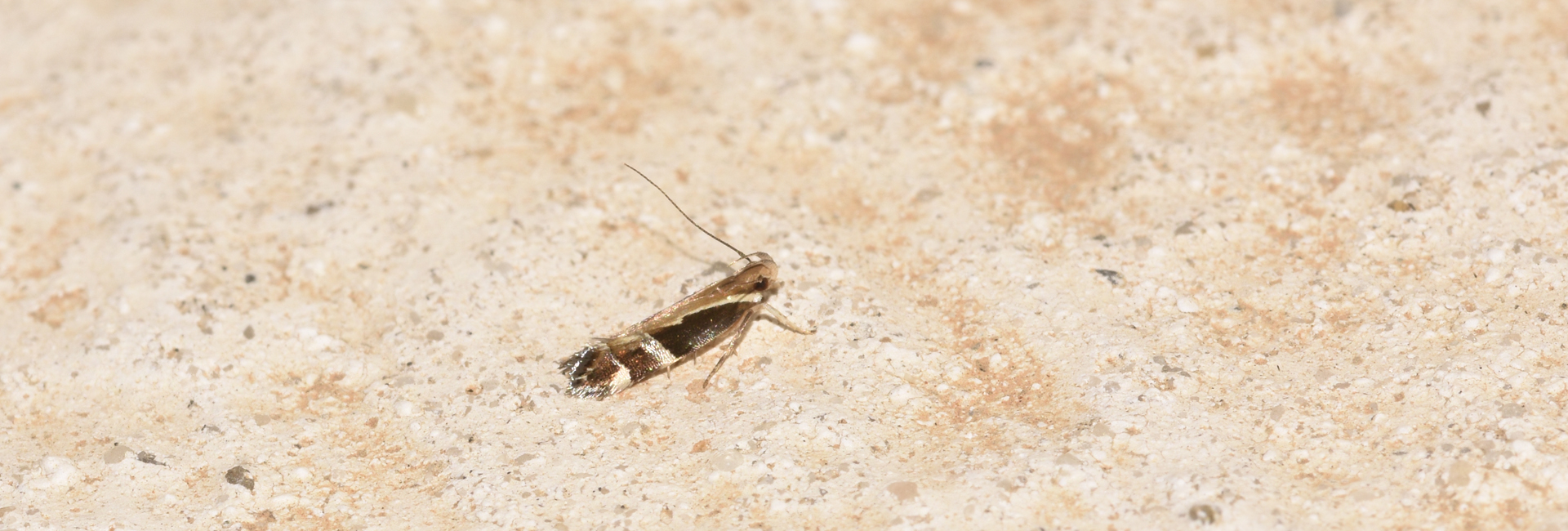 Dichomeris limbipunctellus, Crete - photo © https://observation.org/observation/71634736/