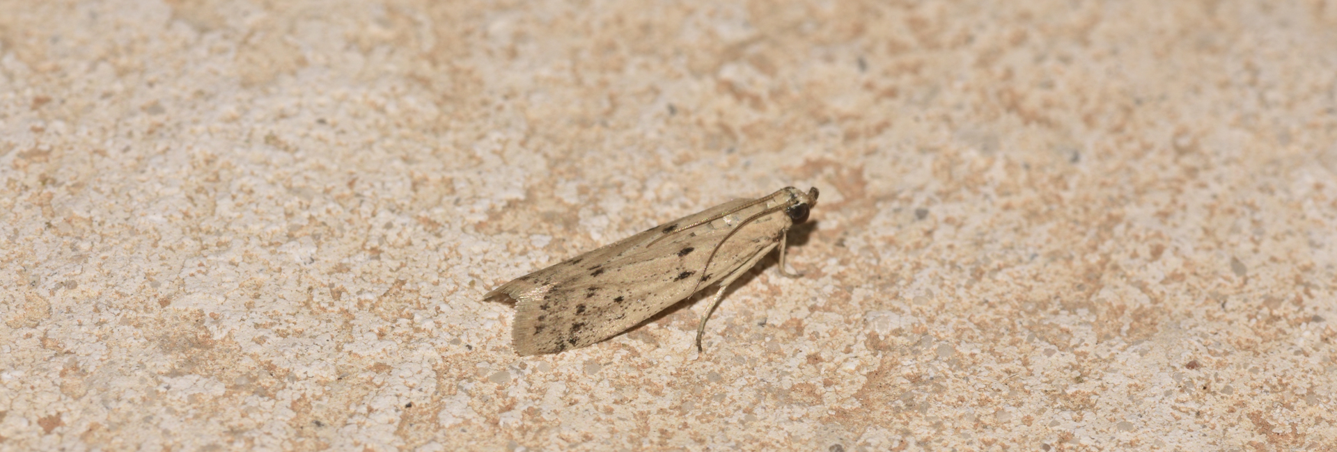 Phycitodes lacteella, Crete - photo © K. Bormpoudaki