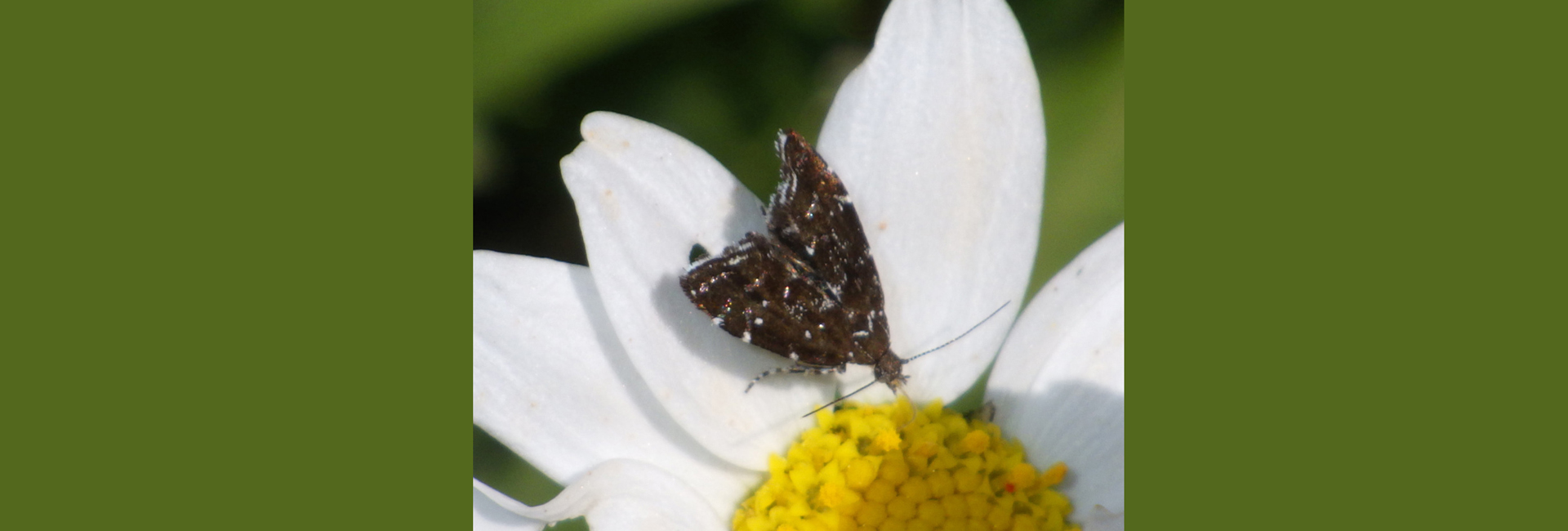 Prochoreutis myllerana, Crete - photo © Andreas Manz
