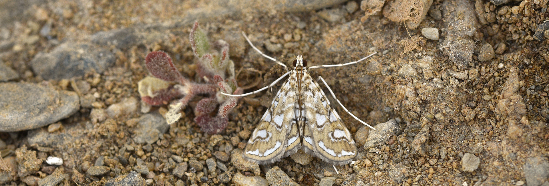 Elophila nymphaeata, Crete - photo © K. Bormpoudaki