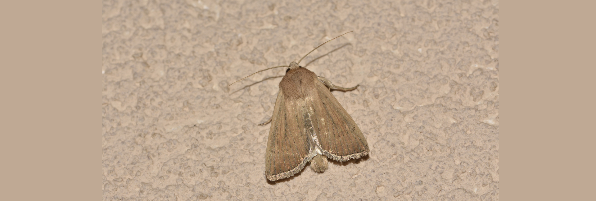 Leucania palaestinae, Crete - photo © K. Bormpoudaki