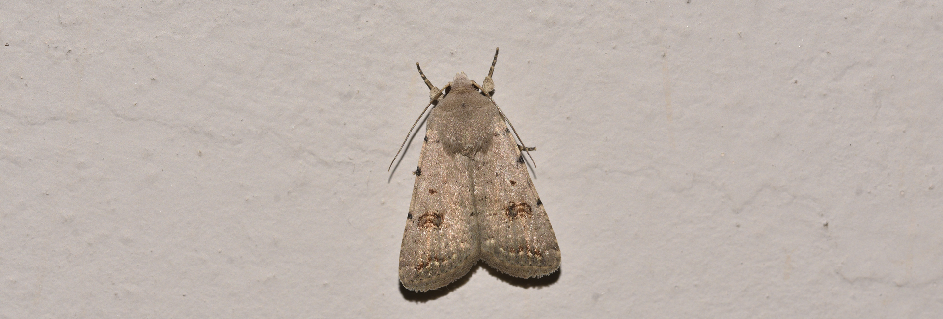 Caradrina kadenii, Crete - photo © K. Bormpoudaki