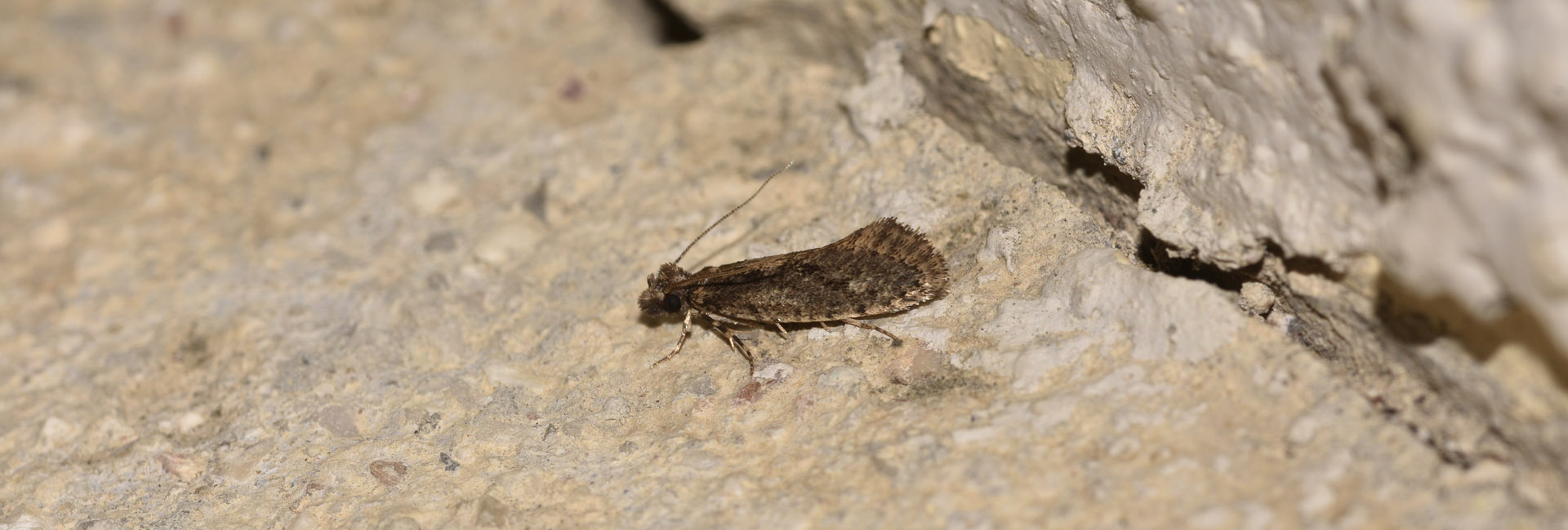 Rhodobates unicolor, Crete - photo © K. Bormpoudaki