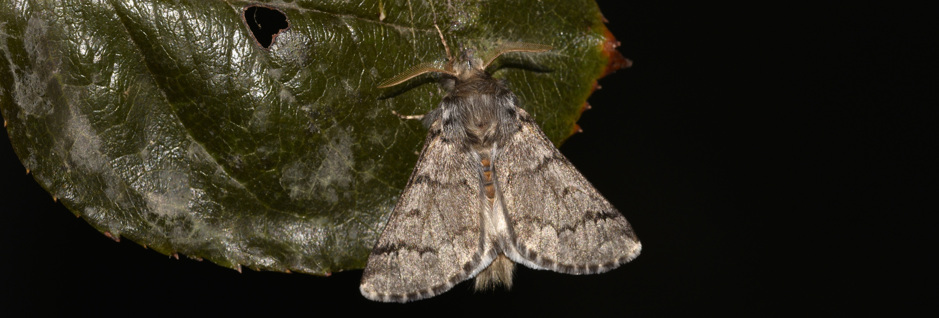 Thaumetopoea cretensis larva, Crete - photo © K. Bormpoudaki