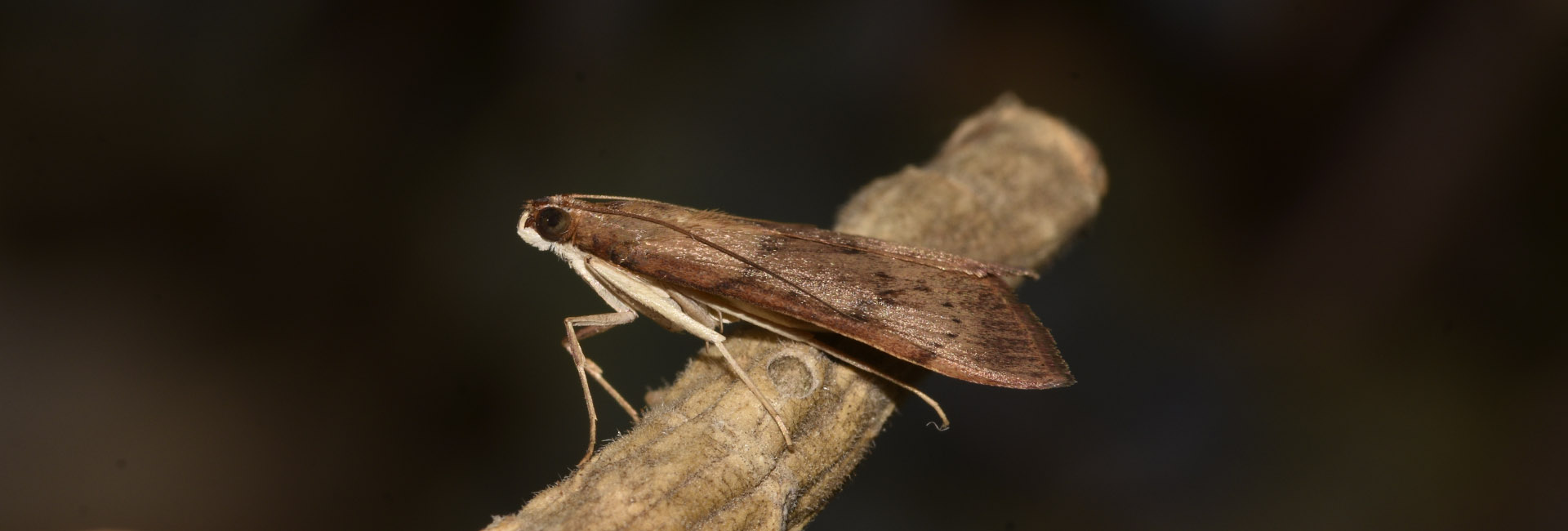 Uresiphita gilvata, Crete - photo © K. Bormpoudaki