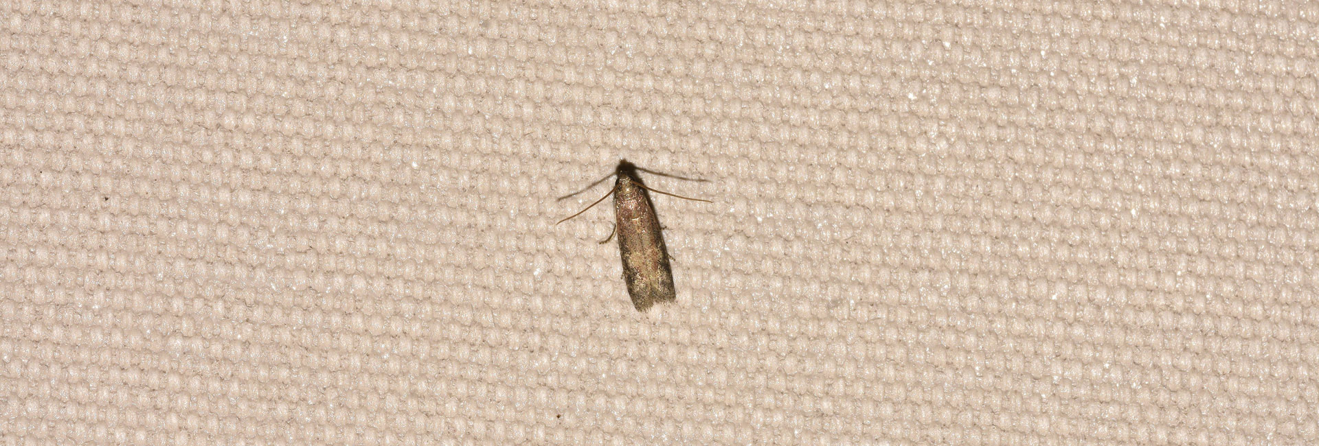 Euzopherodes vapidella, Crete - photo © K. Bormpoudaki