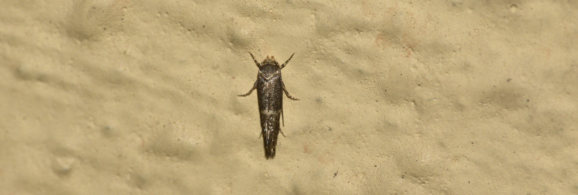 Elachista nedaella, Crete - photo © K. Bormpoudaki