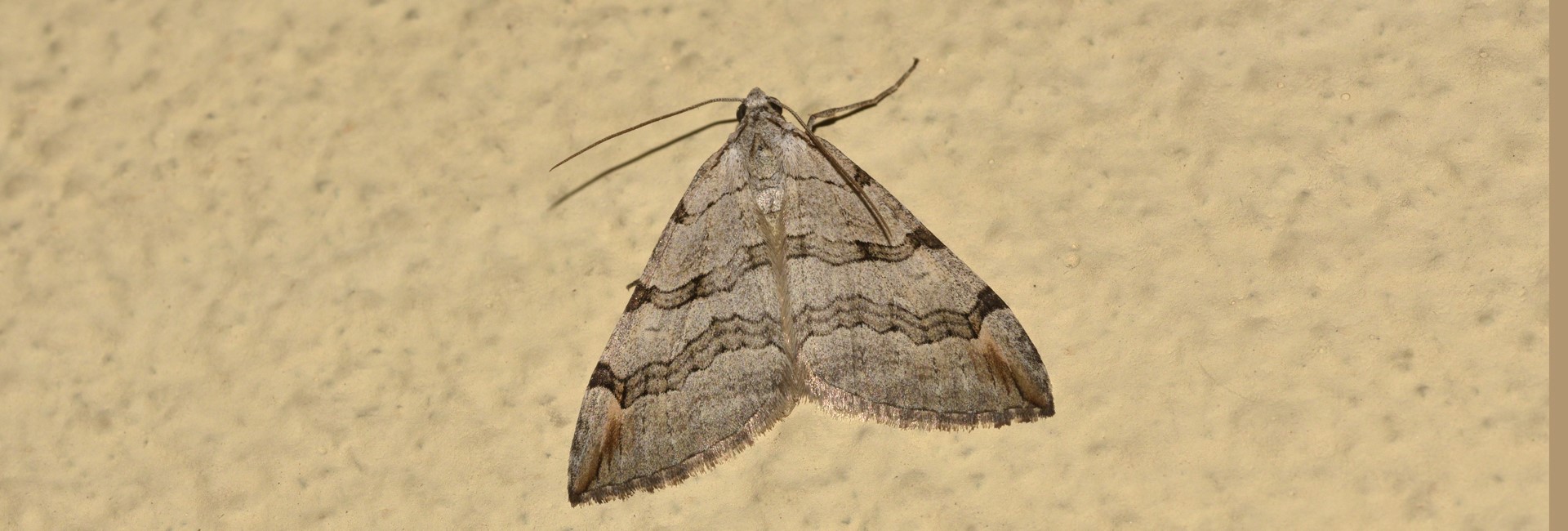 Aplocera plagiata, Crete - photo © K. Bormpoudaki