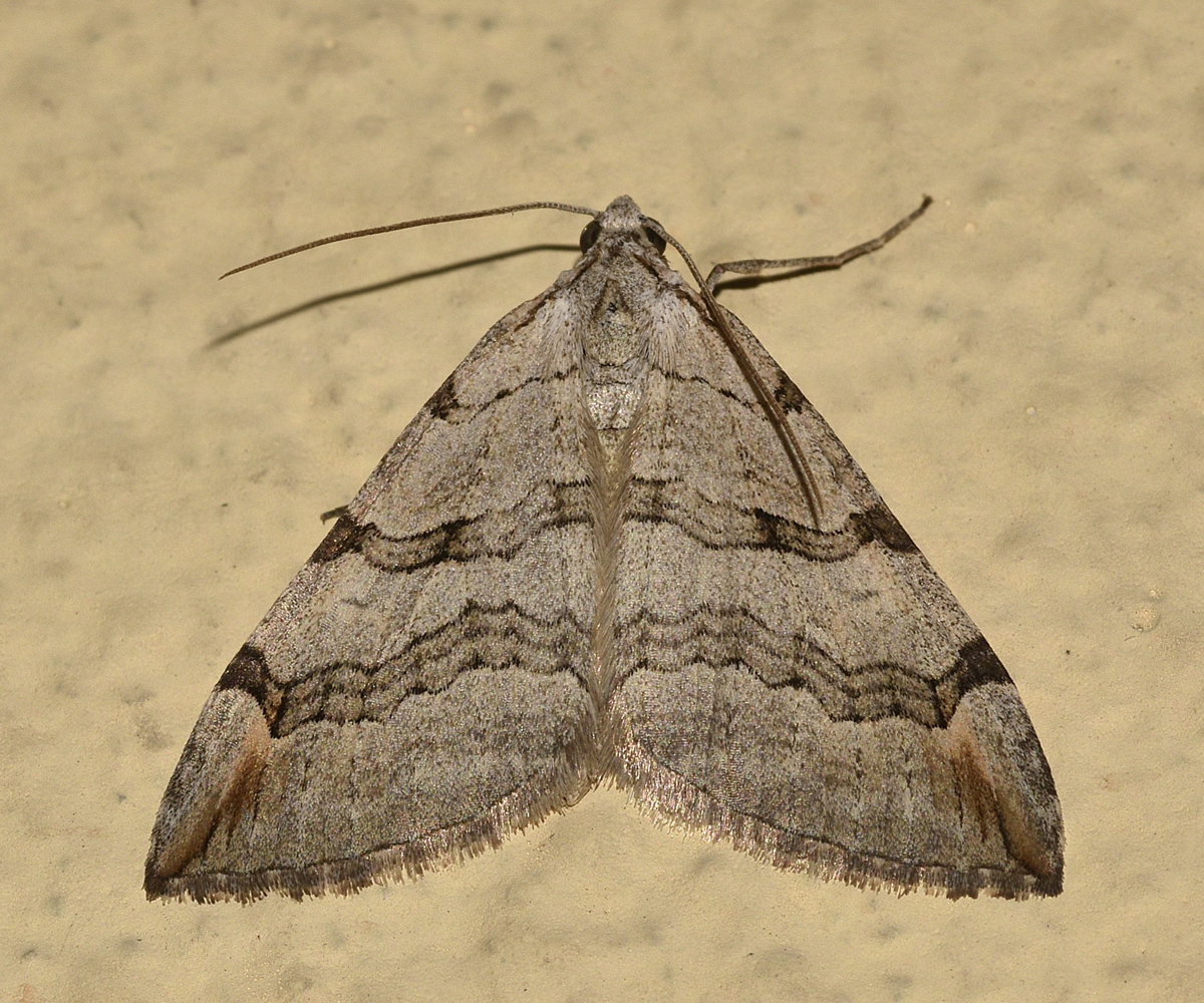 Aplocera plagiata, Crete - photo © K. Bormpoudaki