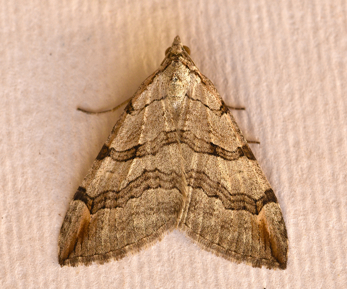 Aplocera plagiata, Crete - photo © K. Bormpoudaki