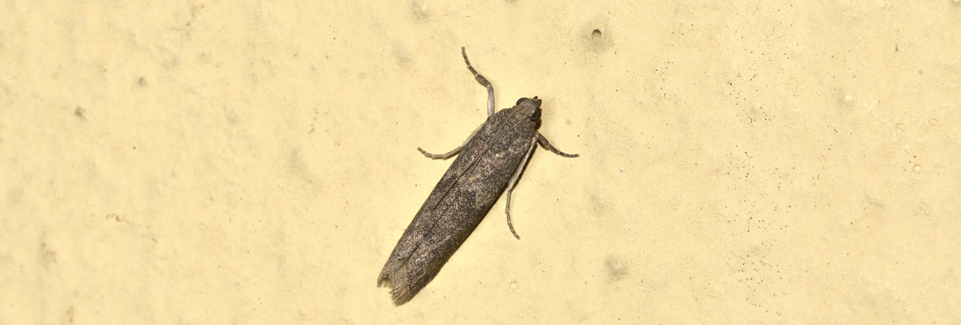 Ephestia kuehniella, Crete - photo © K. Bormpoudaki