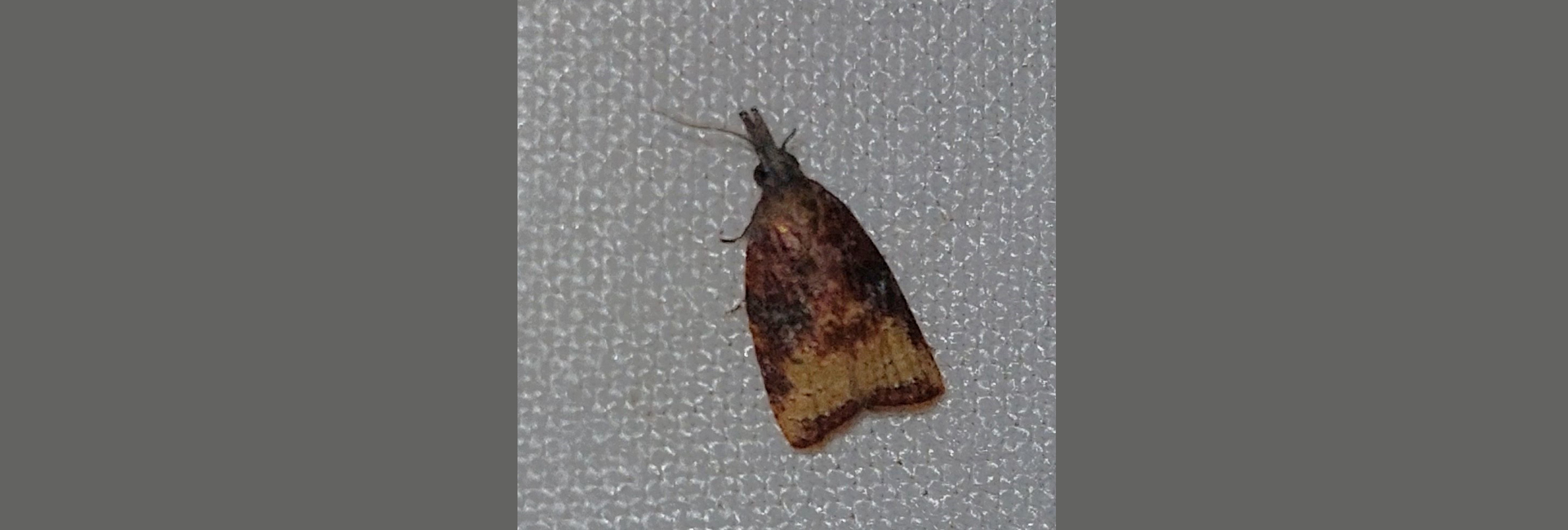 Platynota stultana, Crete - photo © https://observation.org/observation/371565693/