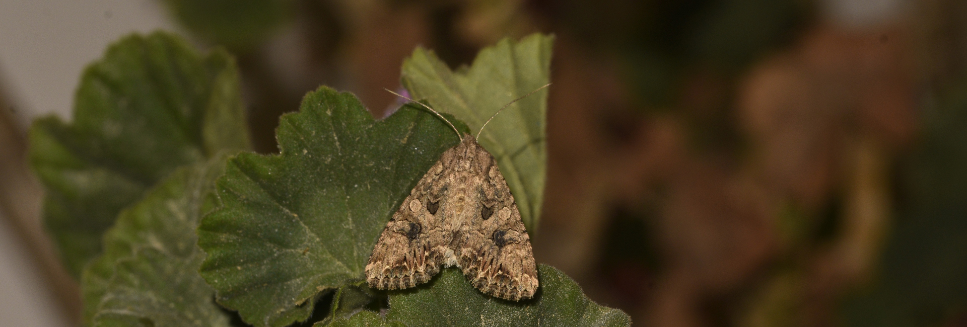 Anarta trifolii, Crete - photo © K. Bormpoudaki