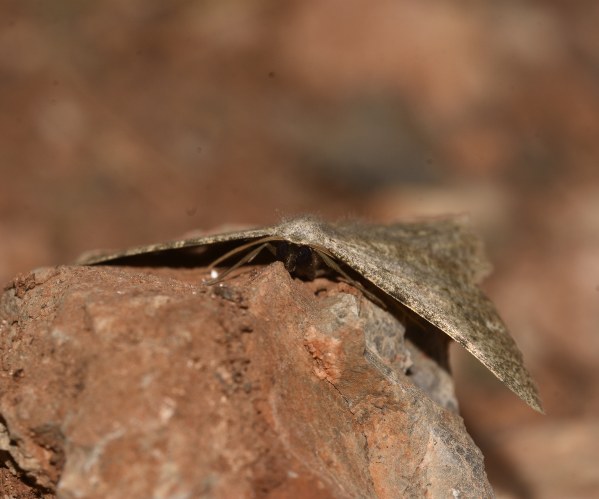 Dicrognophos sartata, Crete - photo © K. Bormpoudaki